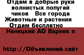 Отдам в добрые руки волнистых попугай.чиков - Все города Животные и растения » Отдам бесплатно   . Ненецкий АО,Варнек п.